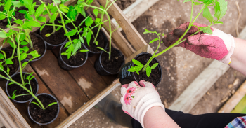 La plantation des tomates