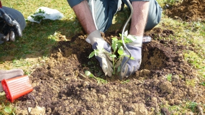 enterrer le plant de tomate