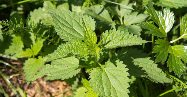 fabrication du Purin d'ortie