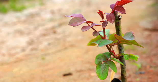 La plantation d'un rosier à racines nues