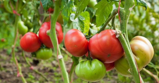 La culture des tomates