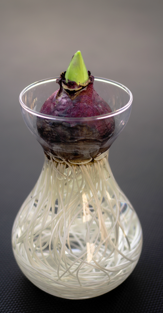 La culture des jacinthes en vase