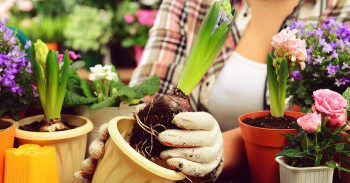 La culture des jacinthes forcées