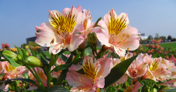 Variétés bulbes d'été