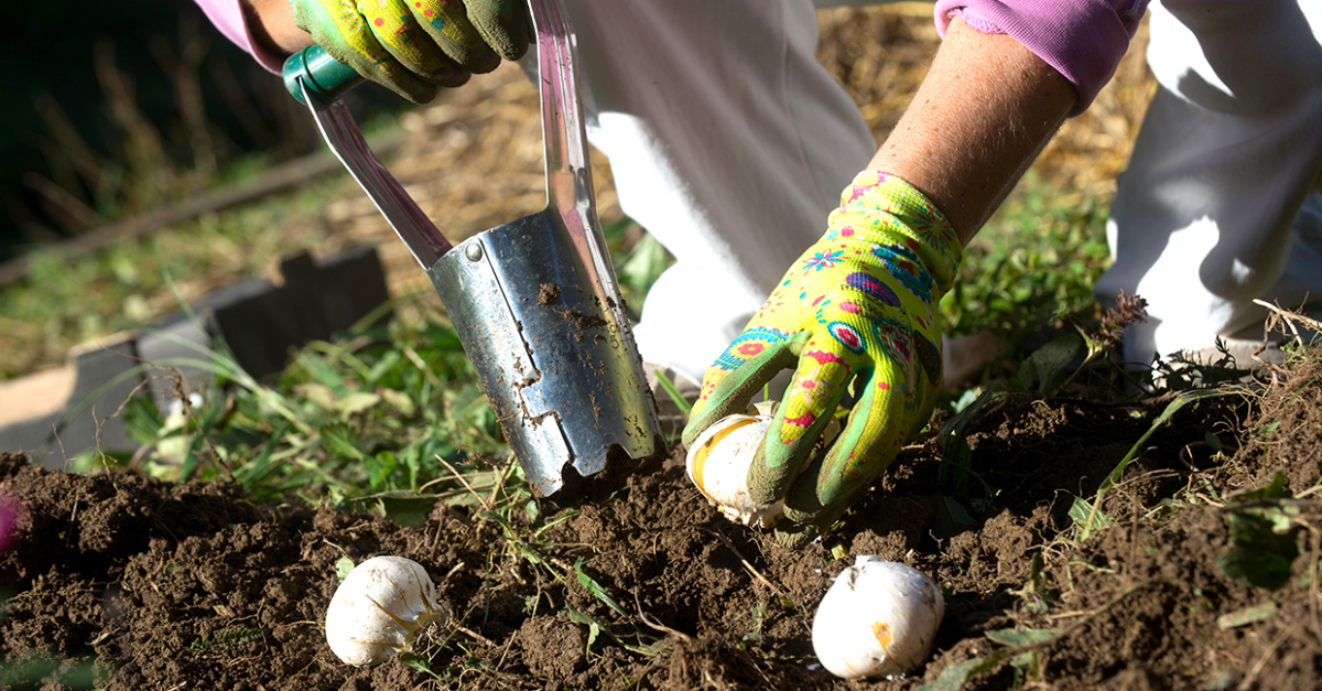 Comment planter vos bulbes ?