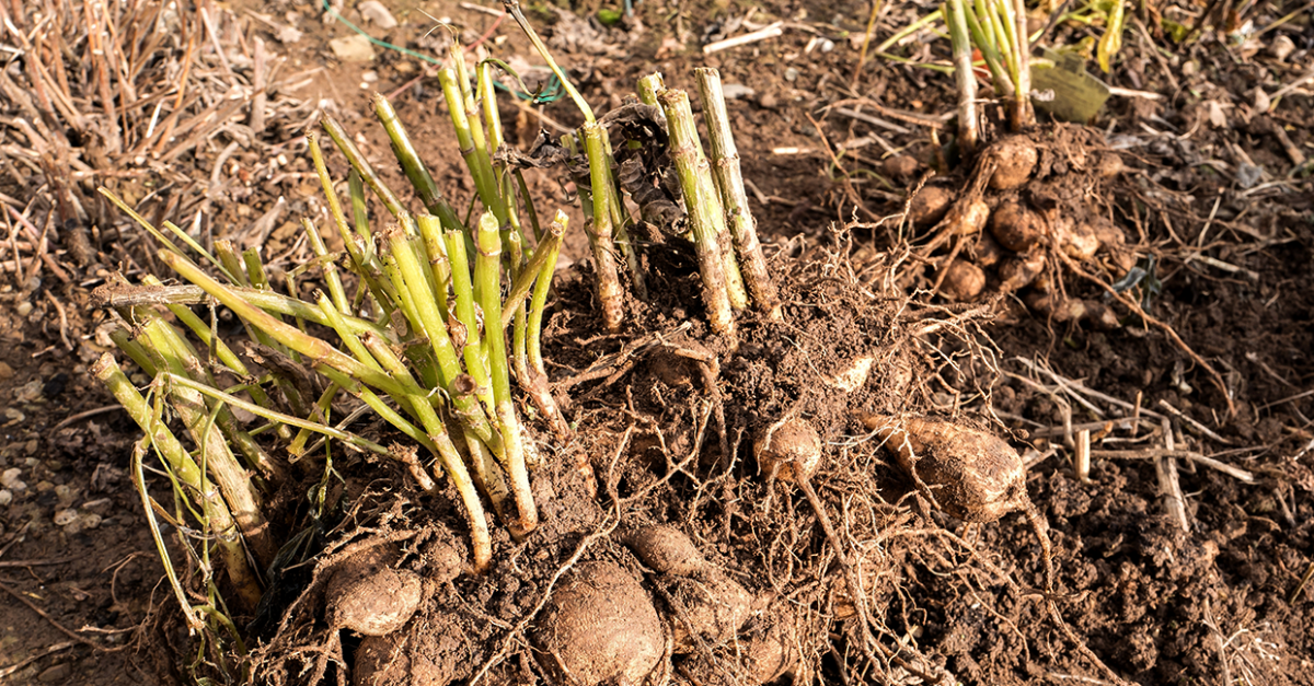 La protection des dahlias en hiver