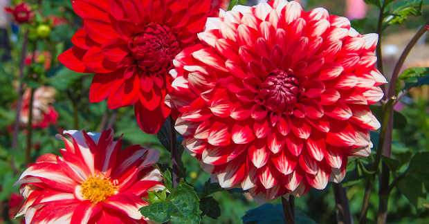 Variétés de dahlias