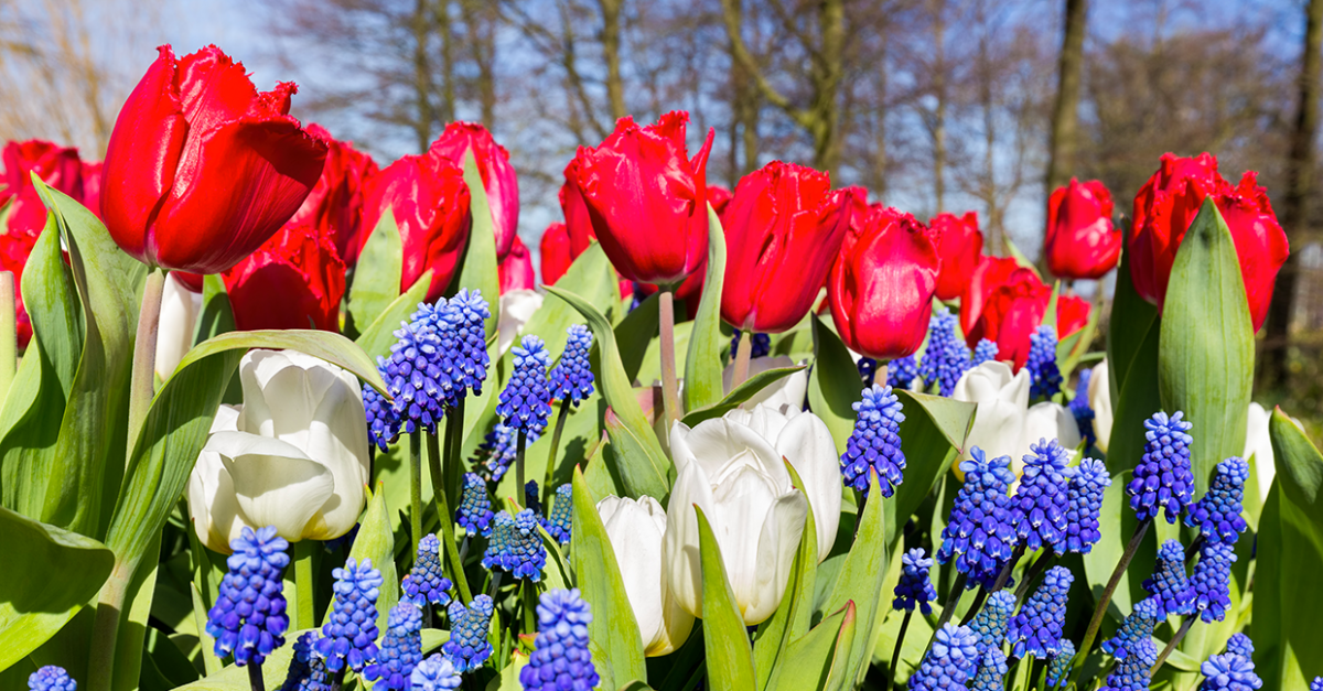Les principales variétés de bulbes de printemps