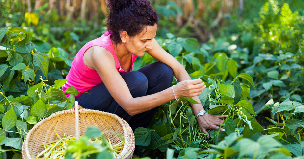 La culture des haricots