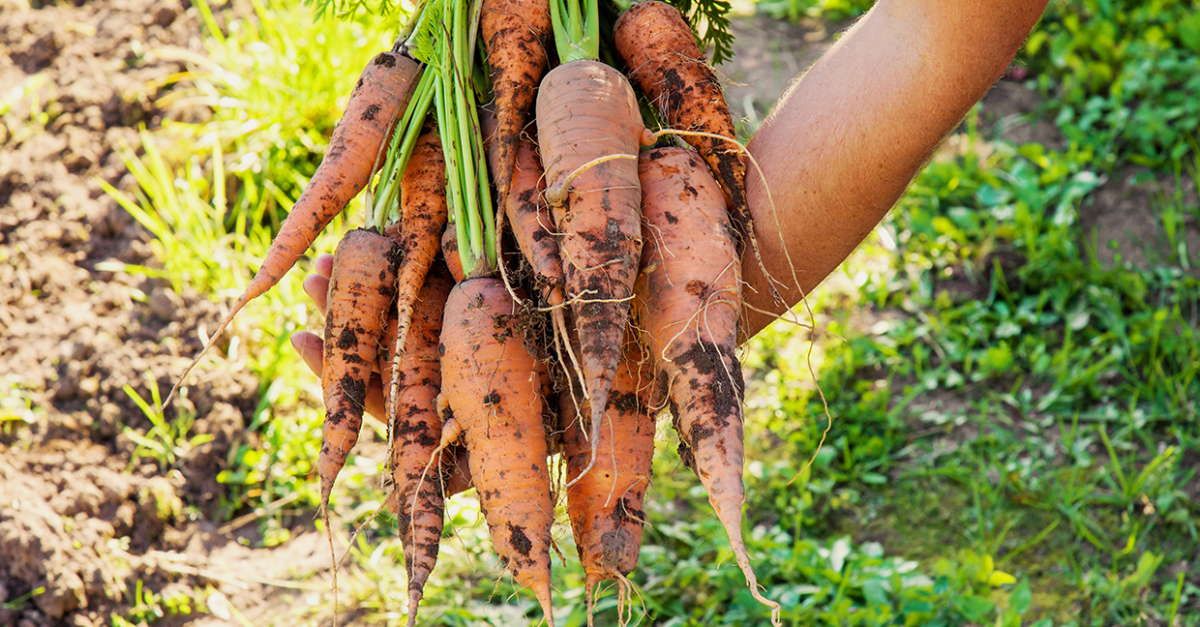 La culture des carottes