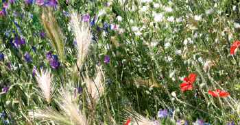 Faire pousser une prairie sauvage