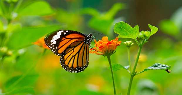 Un jardin pour les papillons