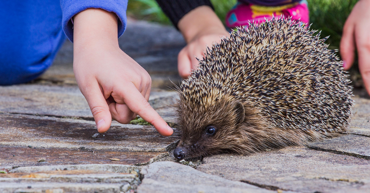Comment accueillir un hérisson au jardin?