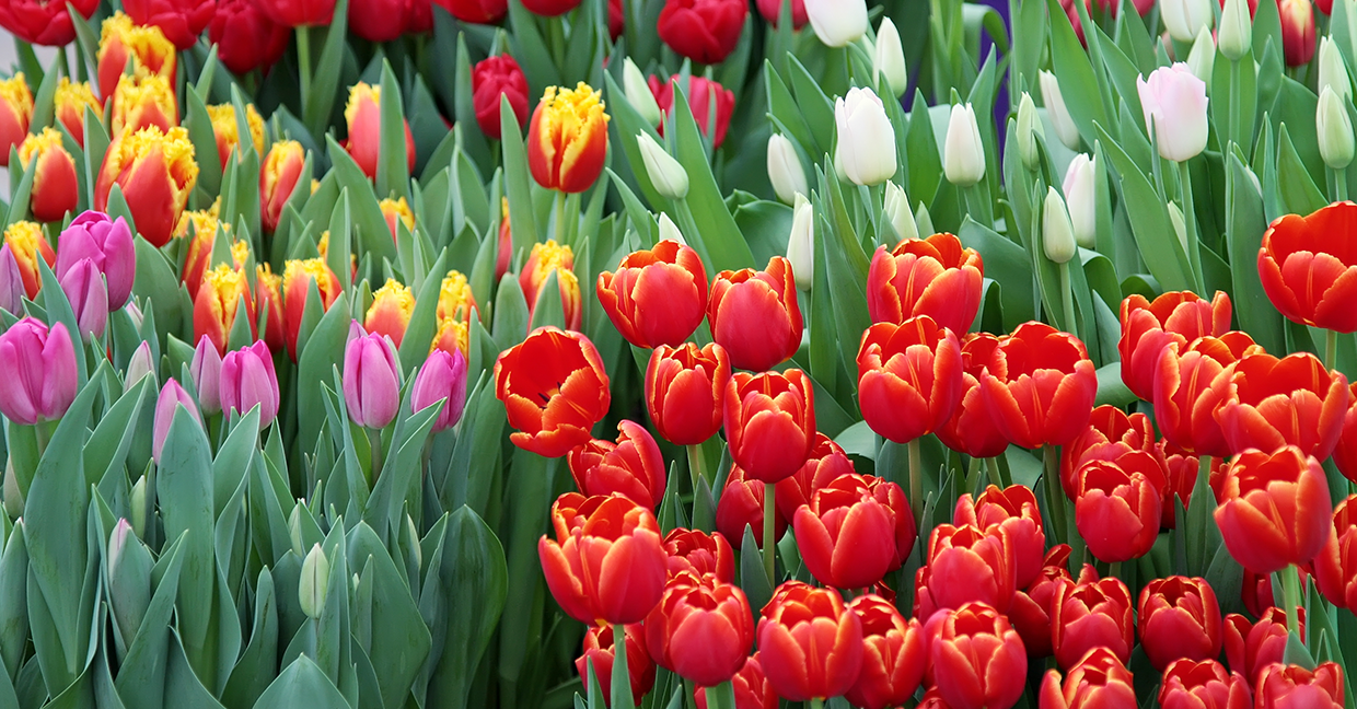 Comment obtient-on des bulbes de tulipes ? - Le blog d'Initiatives Fleurs &  Nature