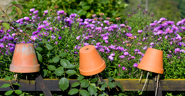 Un abri pour perce-oreille