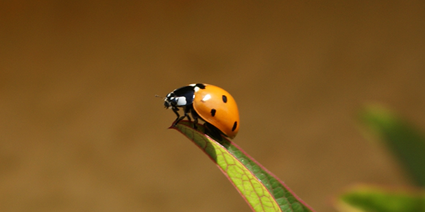 Accueillir les coccinelles au jardin – le nichoir