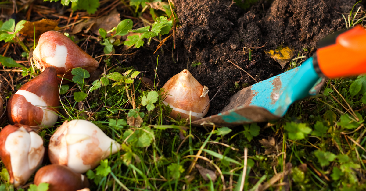 Pourquoi mes bulbes ne poussent pas ?