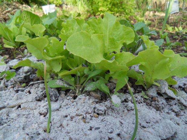 des cendres pour protéger les plants des limaces