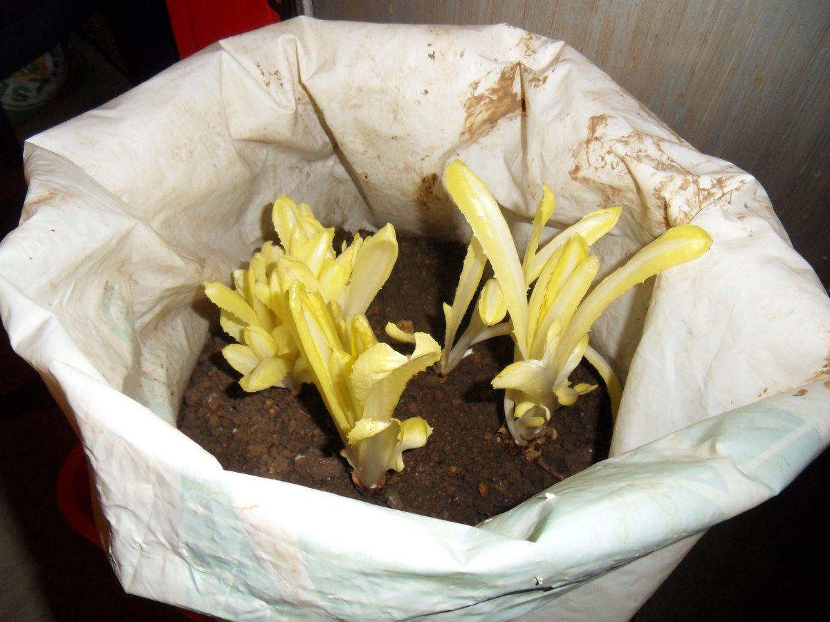 Des endives dans ma cave