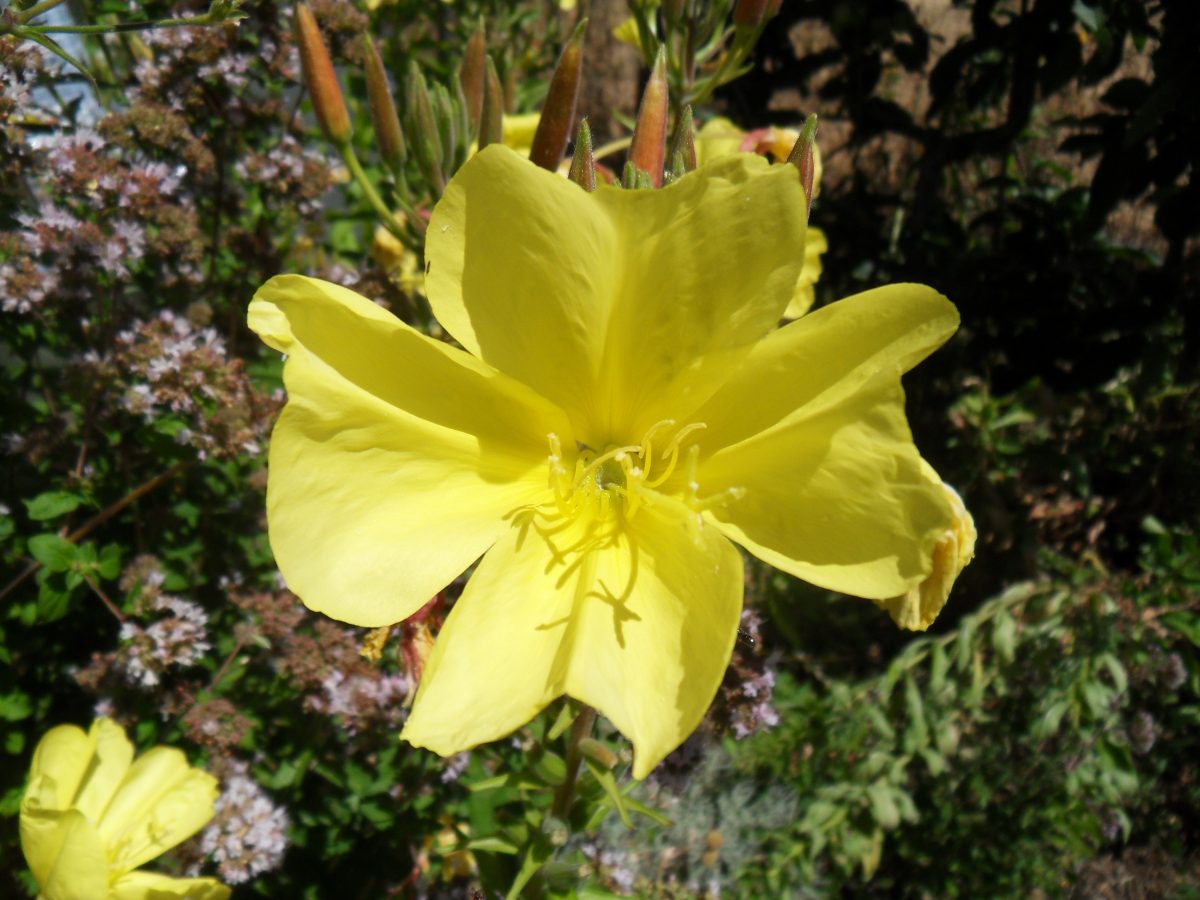 Des fleurs à croquer
