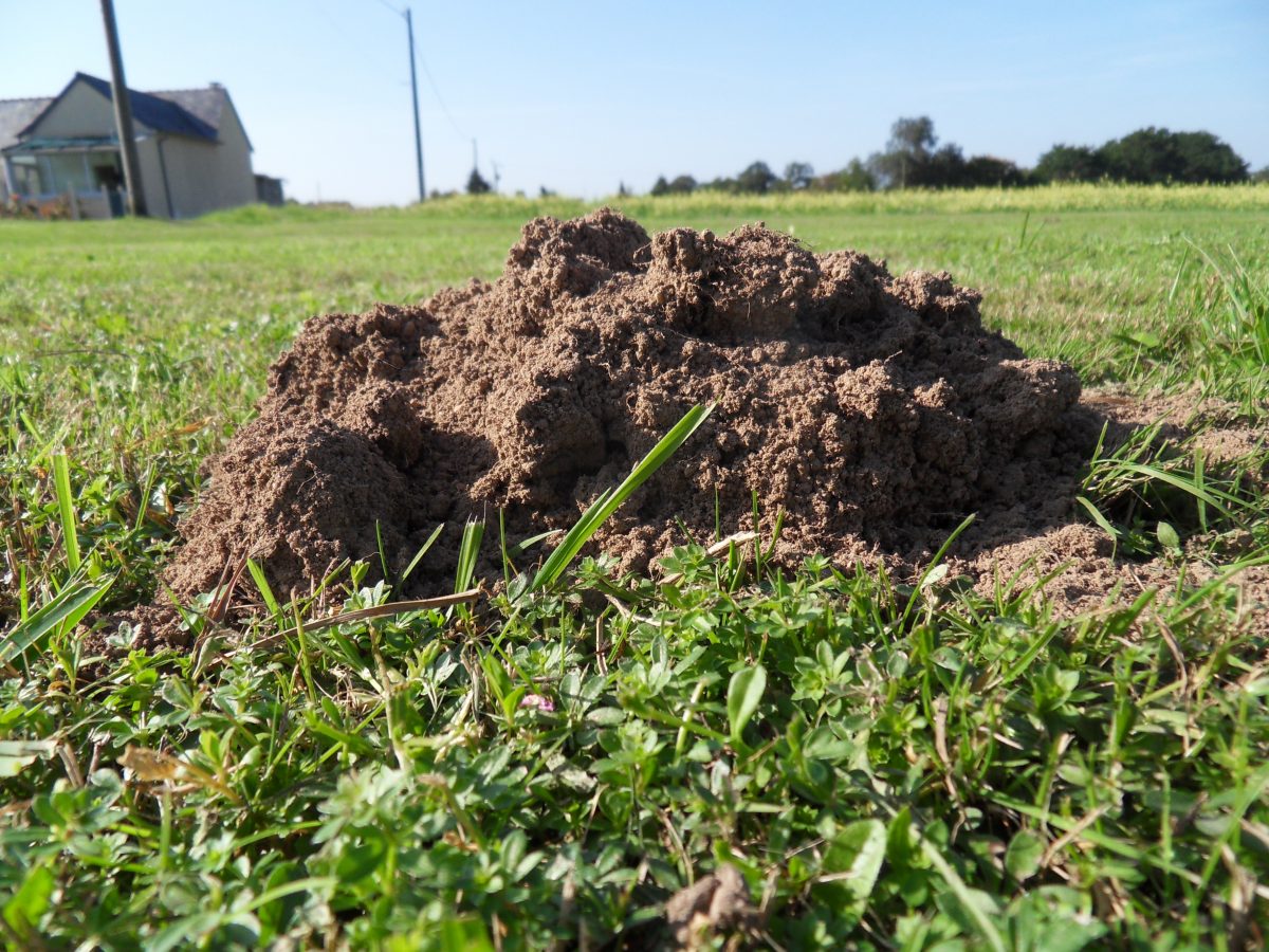 La taupe fournit une terre parfaite pour semis
