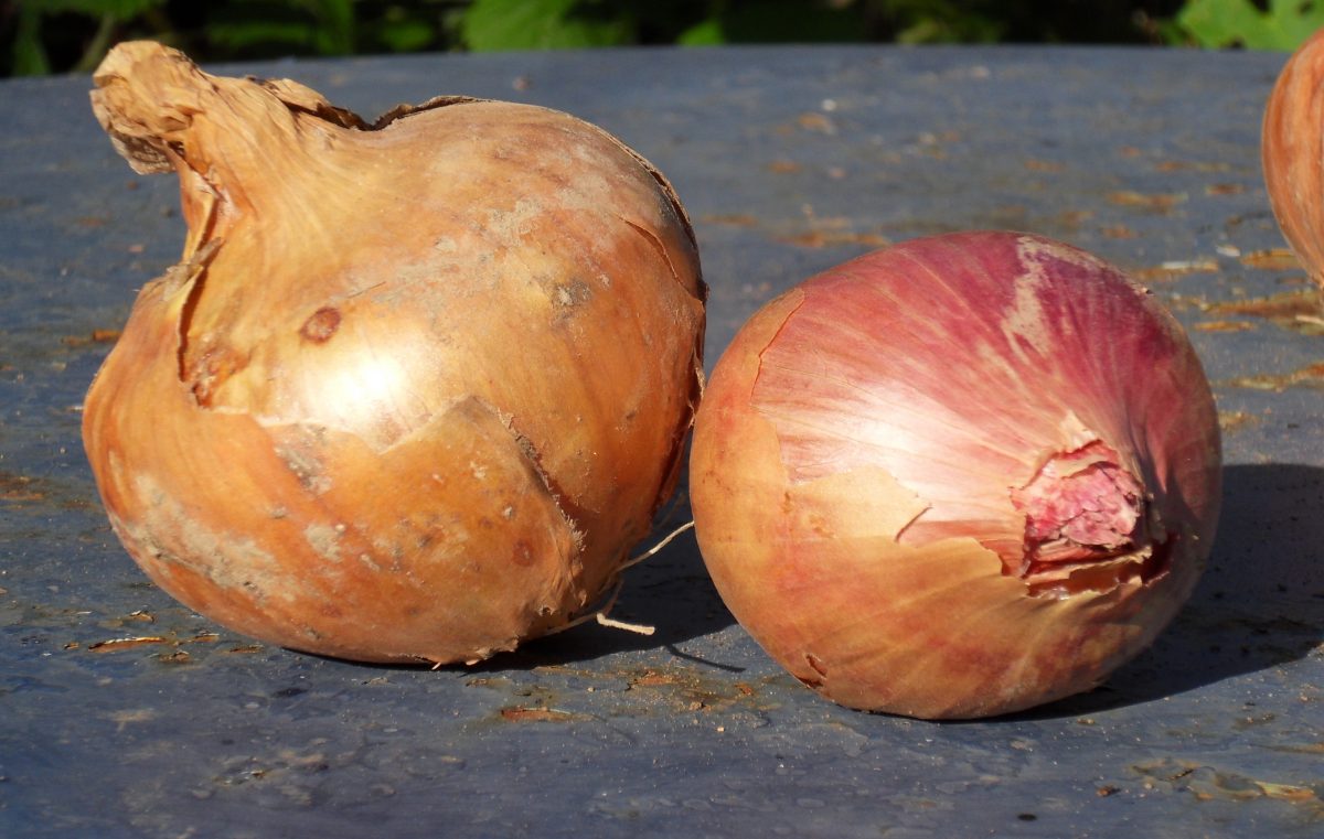 Peler les oignons sans pleurer