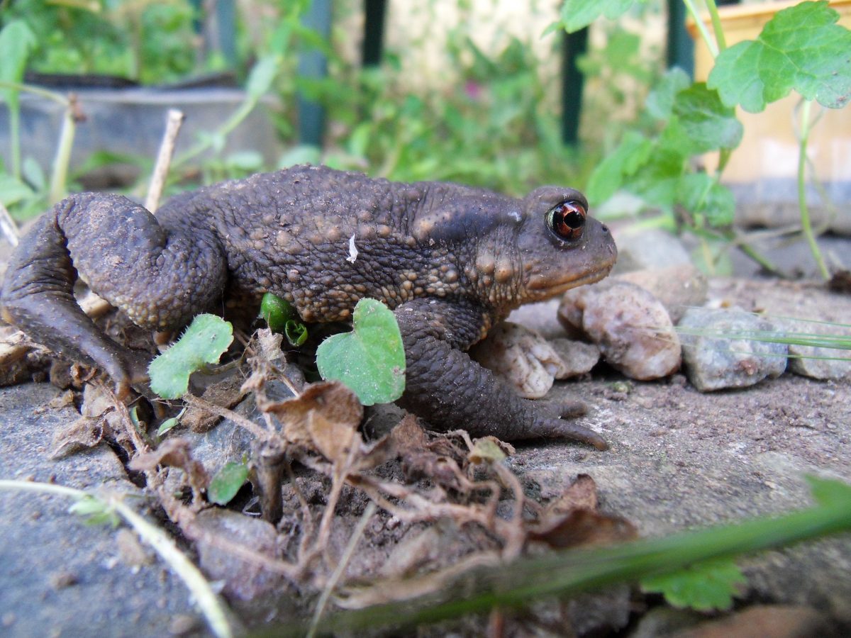 Quel est cet animal mystérieux ?