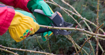 Travaux au jardin en fin d'hiver