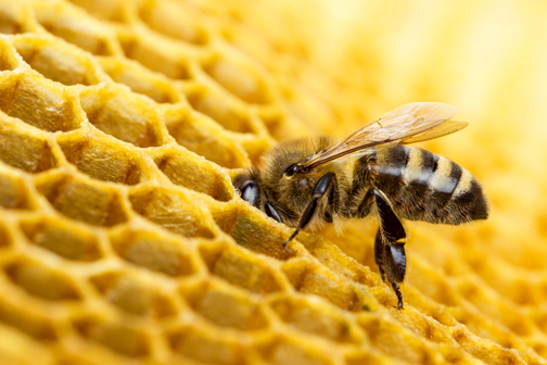 abeille apportant le nectar à la ruche