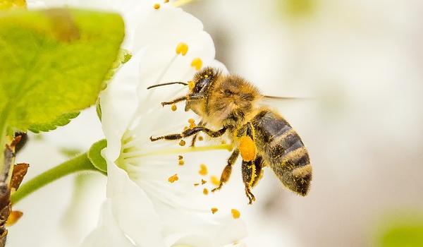 abeille chargée de pollen
