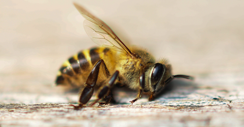 Les abeilles en danger