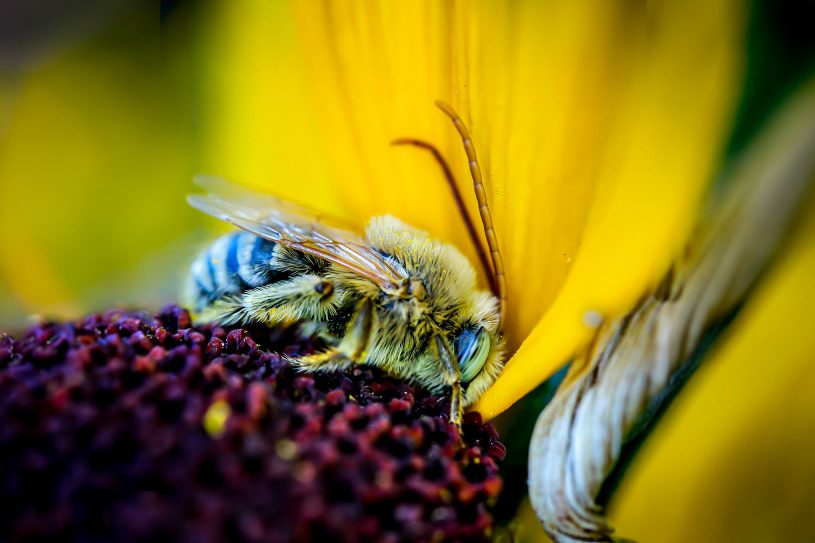 les abeilles en dangers