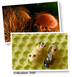 parasites des abeilles