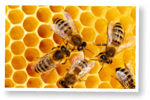 abeille : nourrice