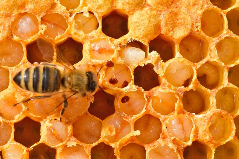les parasites pour les abeilles