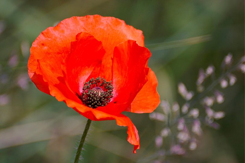 le coquelicot
