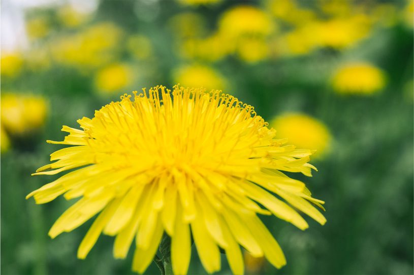 le pissenlit
