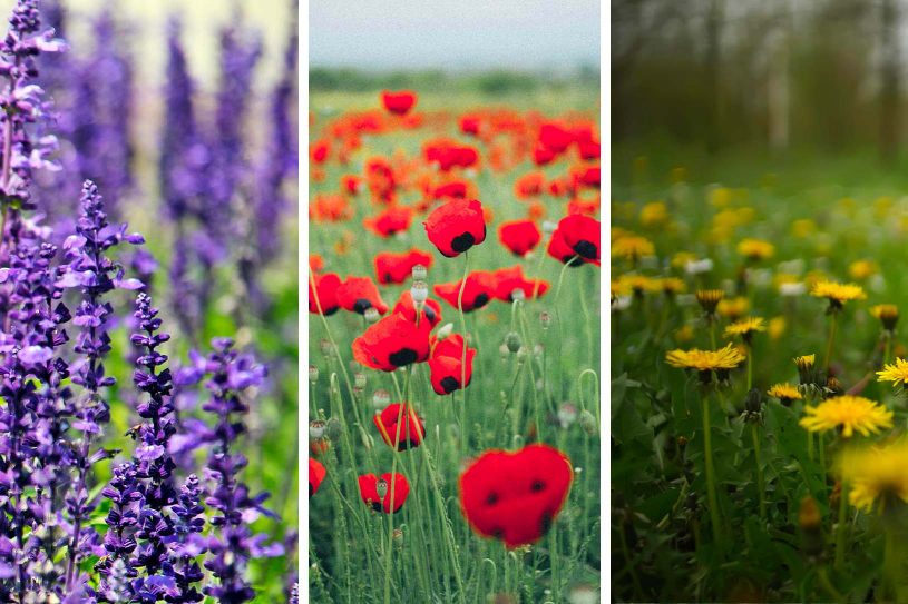 les plantes mellifères