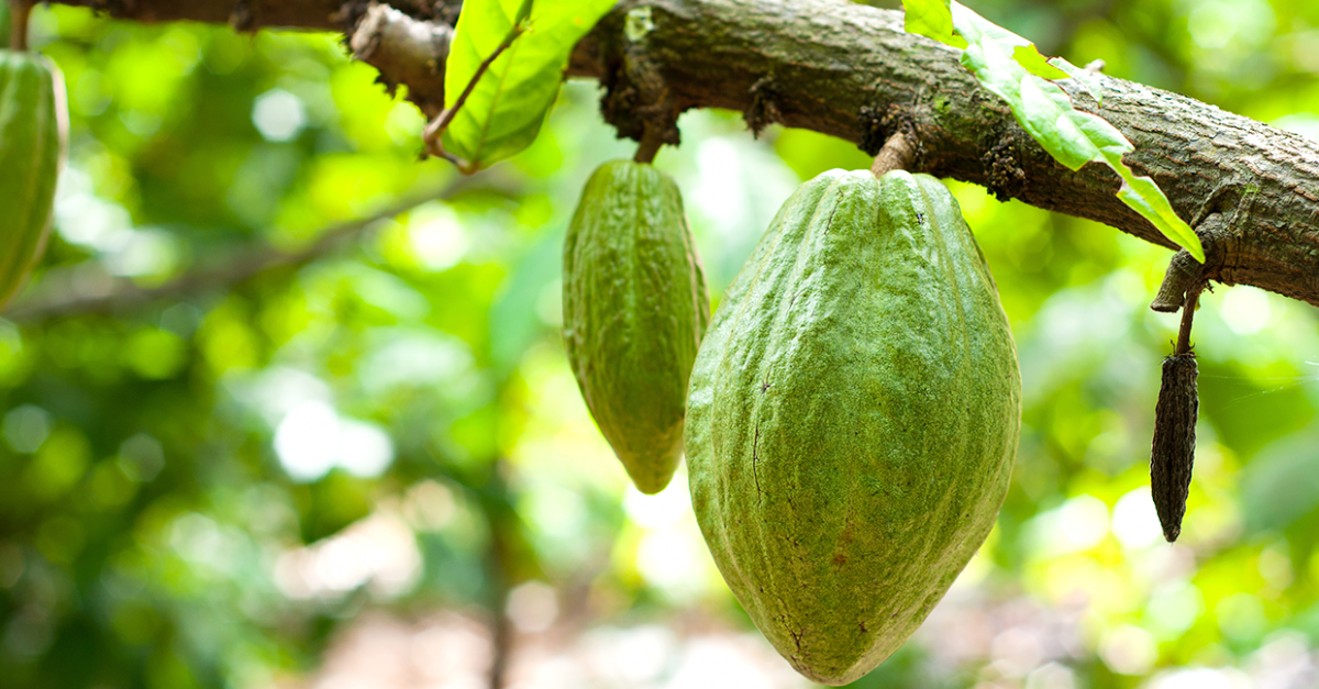 La fabrication du chocolat