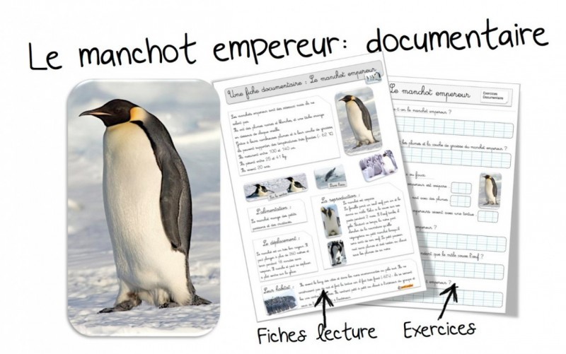 L’antarctique et le manchot empereur