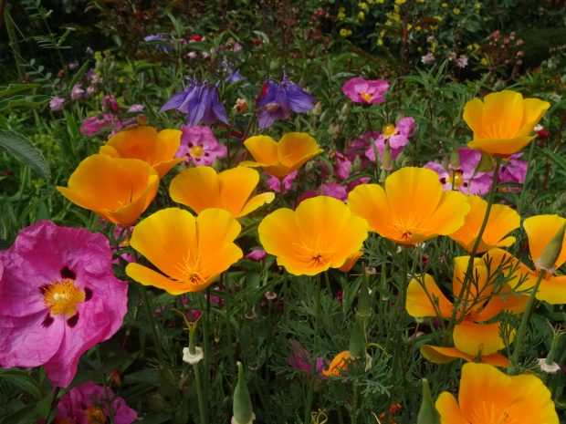 fleurs sauvages