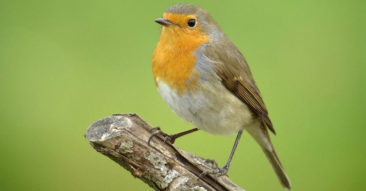 La LPO et la protection de la nature