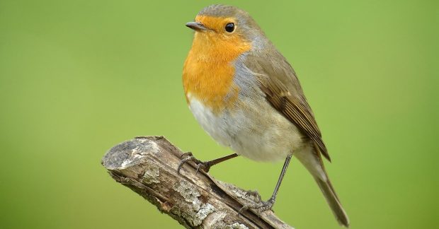rouge gorge