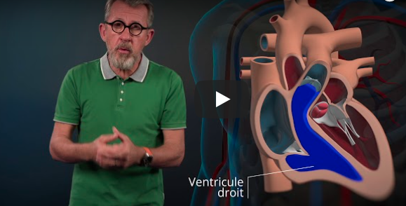 Le fonctionnement du cœur