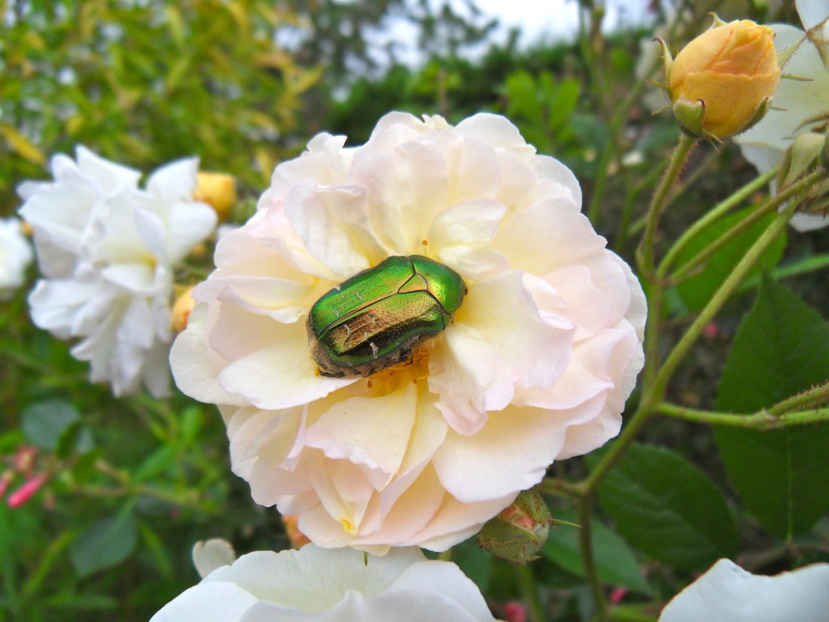 La cétoine dorée, un insecte à protéger.