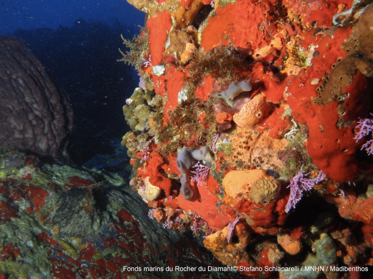 Préservation de la biodiversité en Martinique [EPI]