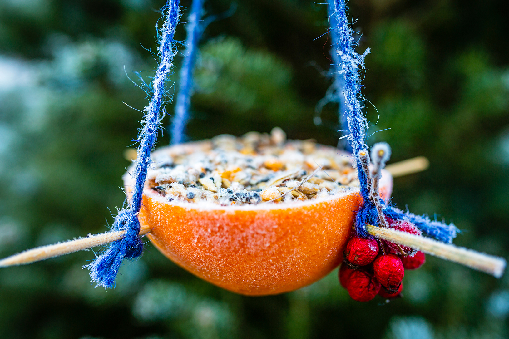 Recettes de boules de graisse et mangeoires pour nourrir les oiseaux — free download