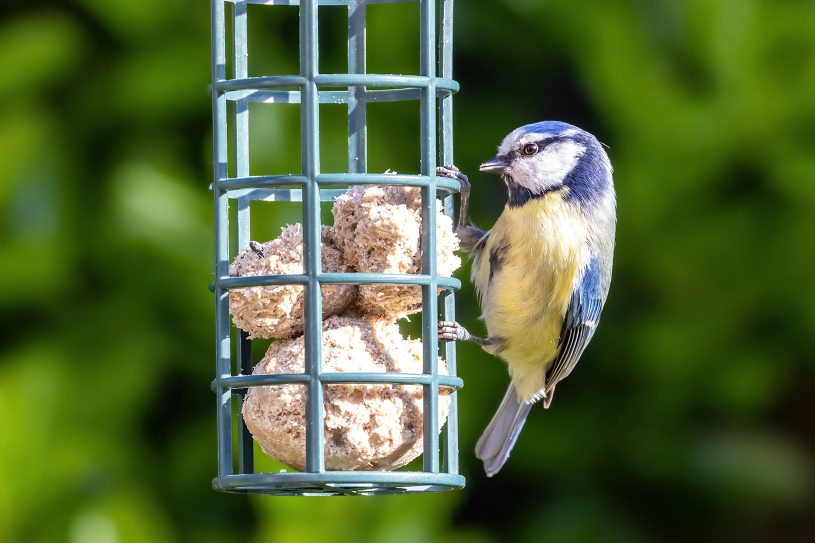 Grillage + boule graisse oiseaux