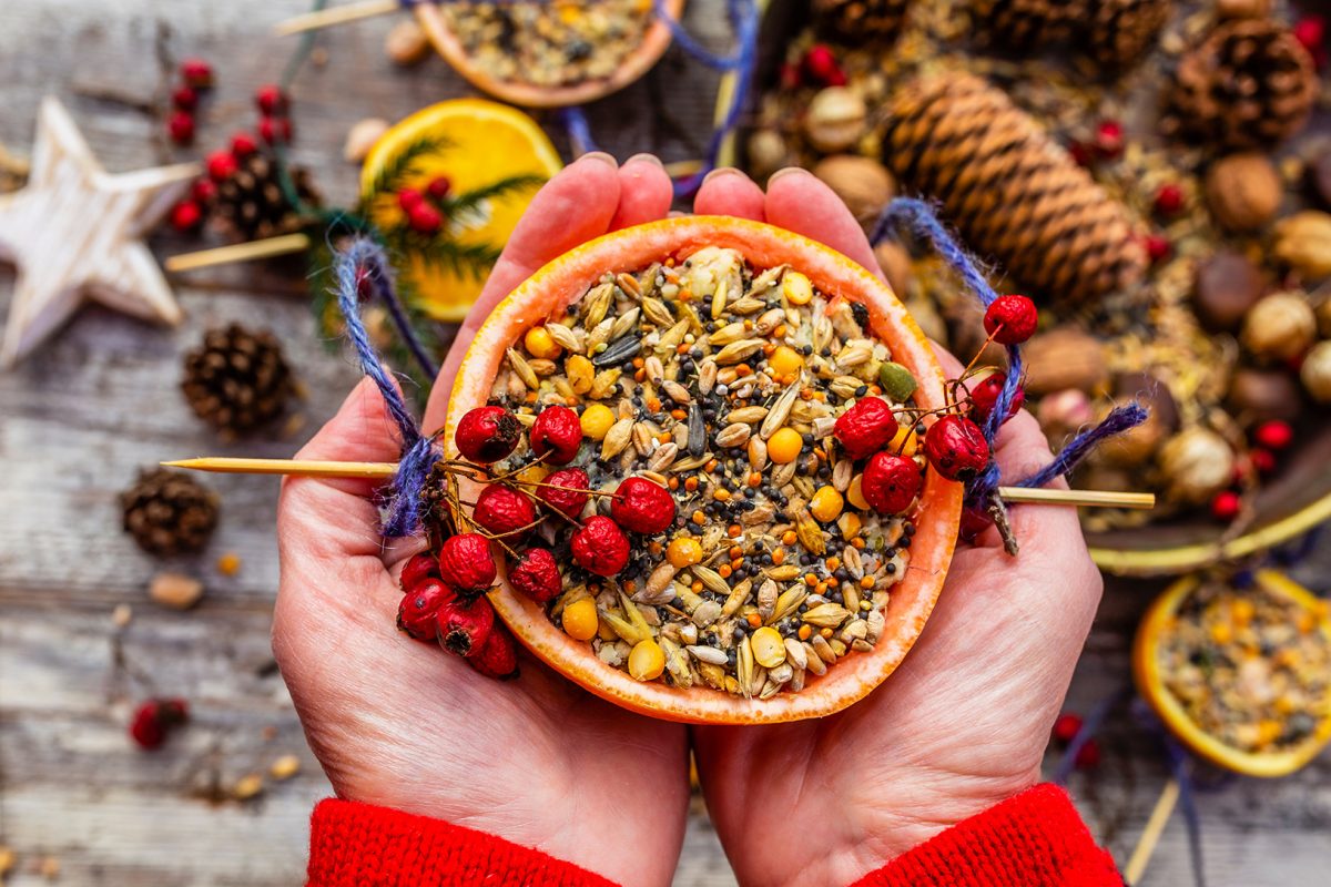 Recettes de boules de graisse et mangeoires pour nourrir les oiseaux