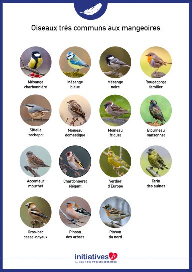 Oiseaux communs des jardins